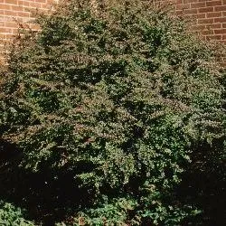 thumbnail for publication: Berberis thunbergii Japanese Barberry